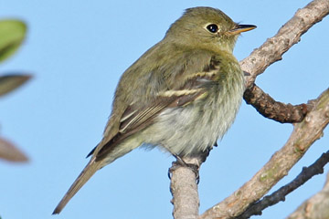 Yellow-bellied Flycatcher Photo @ Kiwifoto.com