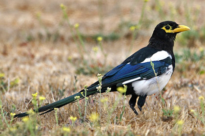 Yellow-billed Magpie Image @ Kiwifoto.com
