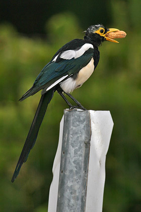 Yellow-billed Magpie Picture @ Kiwifoto.com