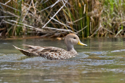 Yellow-billed Pintail Picture @ Kiwifoto.com