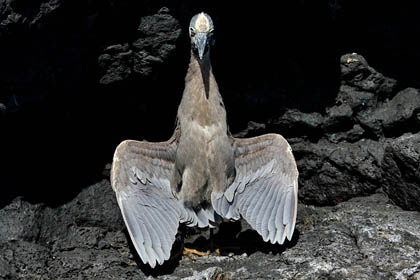 Yellow-crowned Night-Heron Picture @ Kiwifoto.com