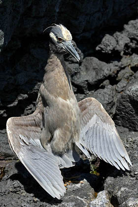 Yellow-crowned Night-Heron Image @ Kiwifoto.com