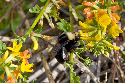 Yellow-faced Bumblebee Picture @ Kiwifoto.com