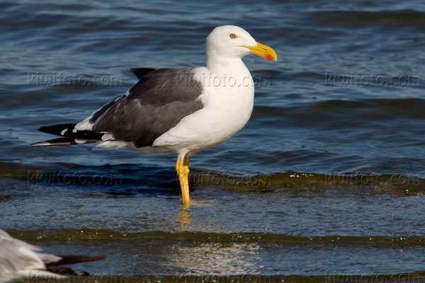Yellow-footed Gull Photo @ Kiwifoto.com