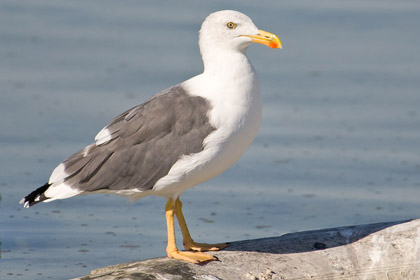 Yellow-footed Gull Picture @ Kiwifoto.com