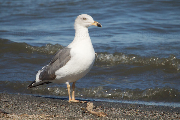 Yellow-footed Gull (3rd cycle)