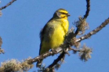 Yellow-fronted Canary Photo @ Kiwifoto.com