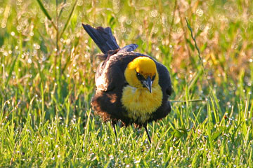 Yellow-headed Blackbird Photo @ Kiwifoto.com