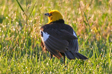 Yellow-headed Blackbird Image @ Kiwifoto.com