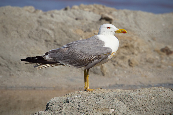 Yellow-legged Gull Picture @ Kiwifoto.com