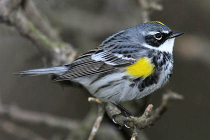 Yellow-rumped Warbler Picture @ Kiwifoto.com