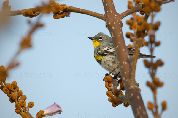 Yellow-rumped Warbler Image @ Kiwifoto.com