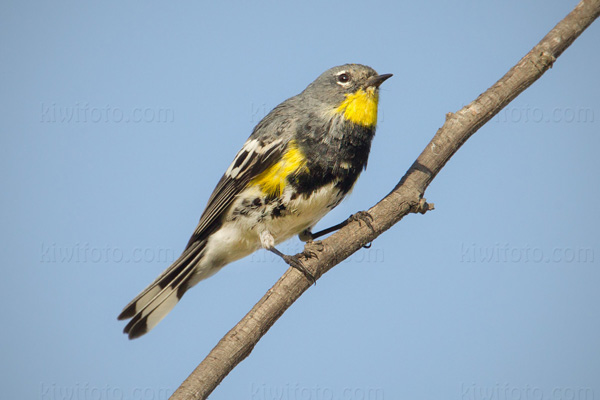 Yellow-rumped Warbler Photo @ Kiwifoto.com
