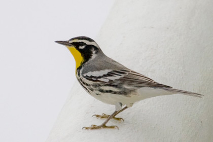 Yellow-throated Warbler Picture @ Kiwifoto.com