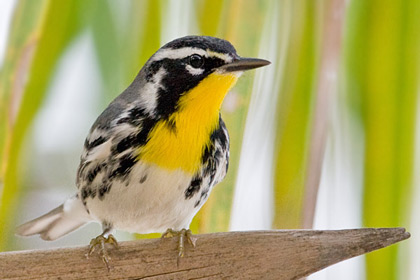 Yellow-throated Warbler Picture @ Kiwifoto.com