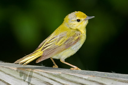 Yellow Warbler (F)