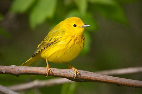 Yellow Warbler Photo @ Kiwifoto.com