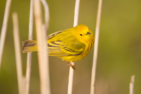 Yellow Warbler Image @ Kiwifoto.com
