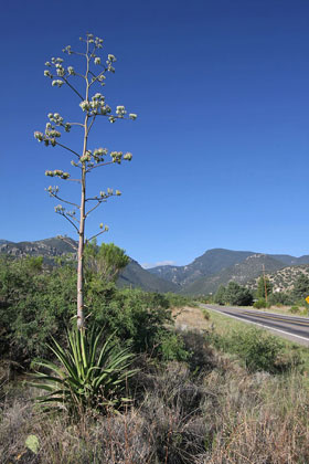 Yucca Picture @ Kiwifoto.com