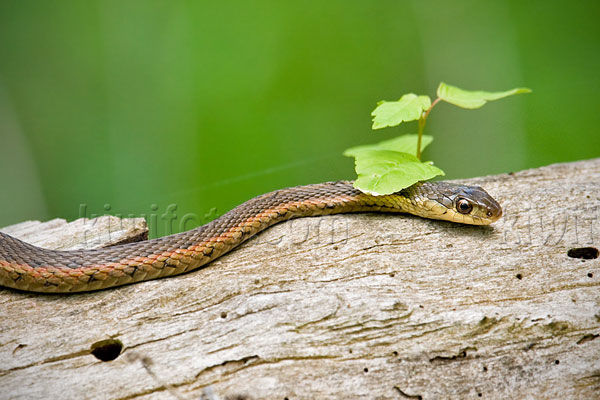 Garter Snake, Crane Creek, Ohio