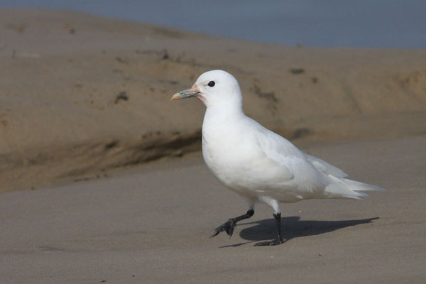 Ivory Gull