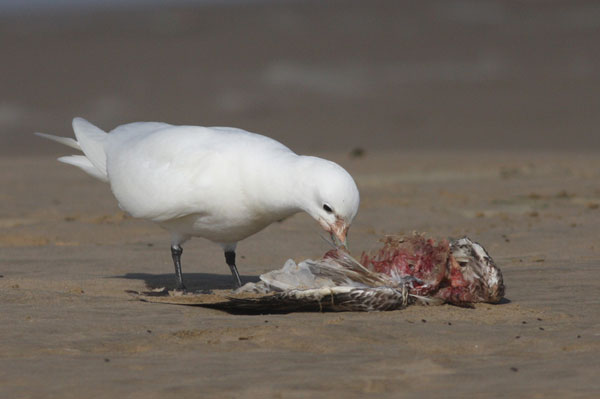 Ivory Gull