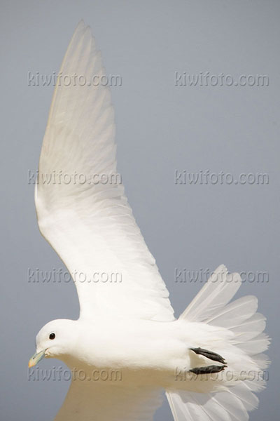 Ivory Gull (Pagophila eburnea)