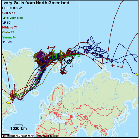 Ivory Gull Tracking