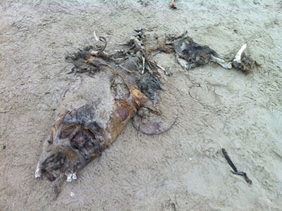 Pinniped Carcass