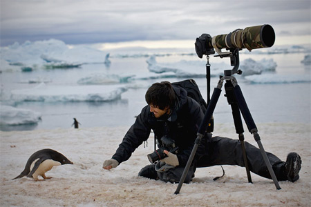 Adelie Penguin in Antarctica