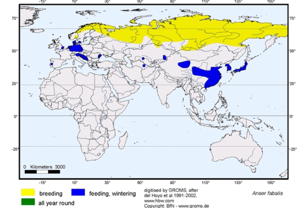 Bean-Goose Range Map