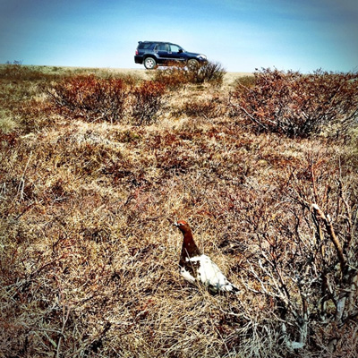 Ptarmigan Car