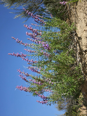 Bush Lupine