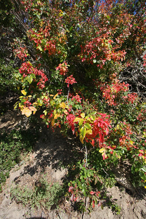 Poison Oak