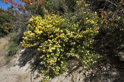 Sticky Monkey Flower