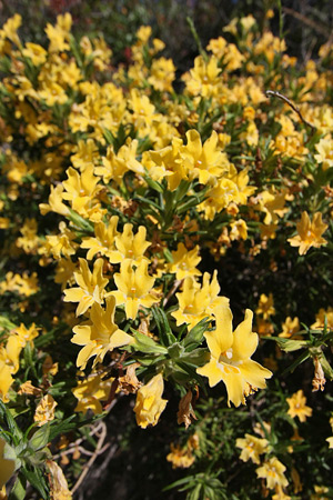 Sticky Monkey Flower