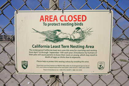 Least Tern Nesting Area
