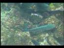 Galapagos Fish Video