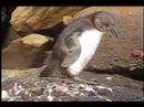 Galapagos Penguin Video