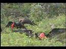 Great Frigatebird Video