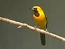Hooded Oriole Video