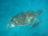 Loggerhead Sea Turtle Video