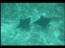 Spotted Eagle Ray Video