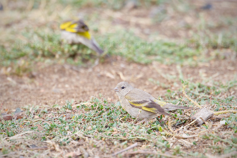 Lawrence's Goldfinch