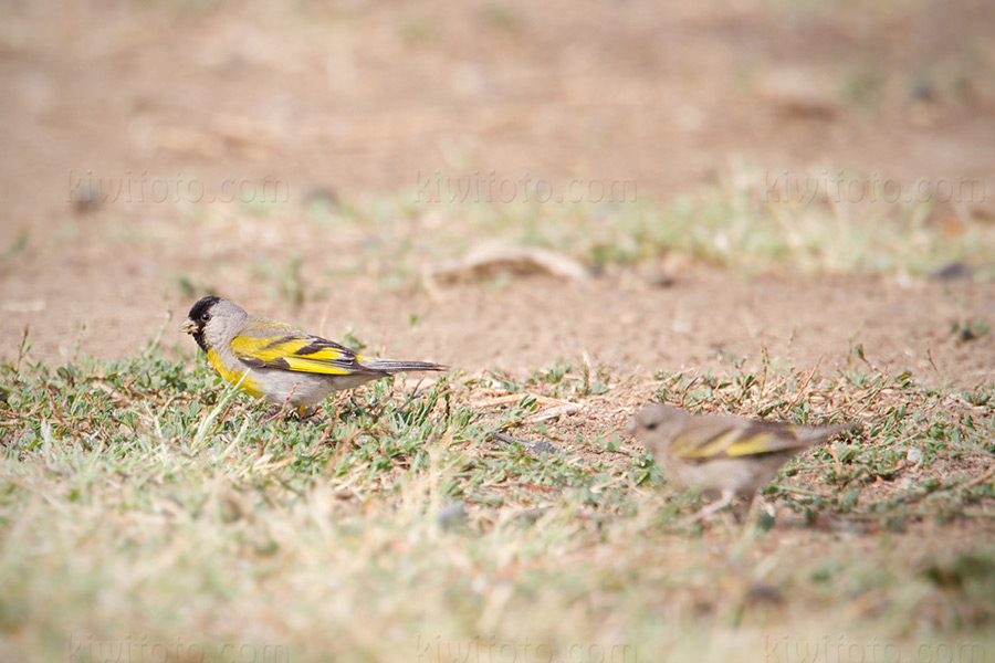 Lawrence's Goldfinch