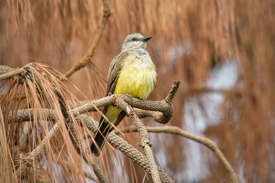 Western Kingbird