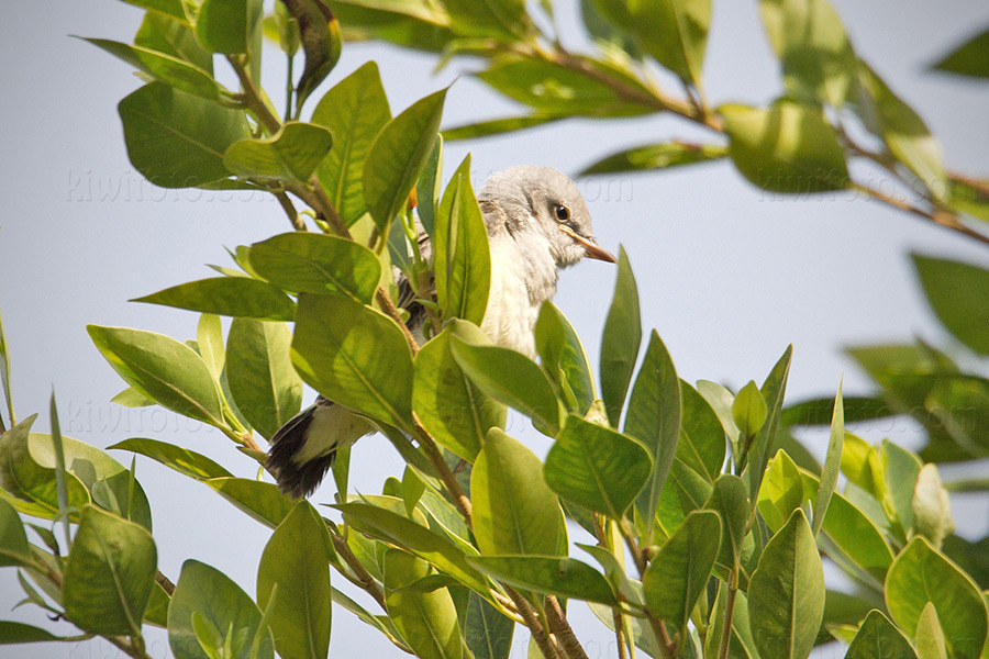 Scissor-tailed Flycatcher x Western Kingbird