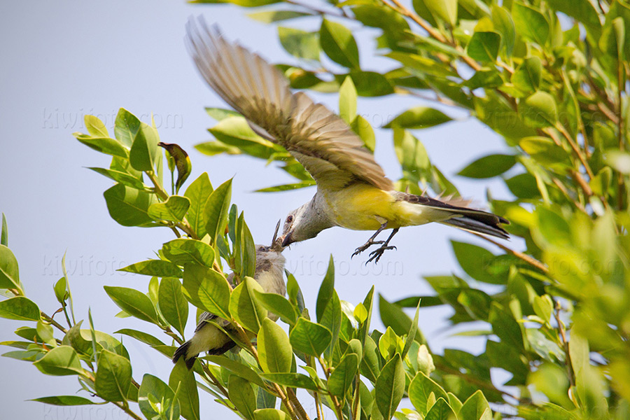 Scissor-tailed Flycatcher x Western Kingbird