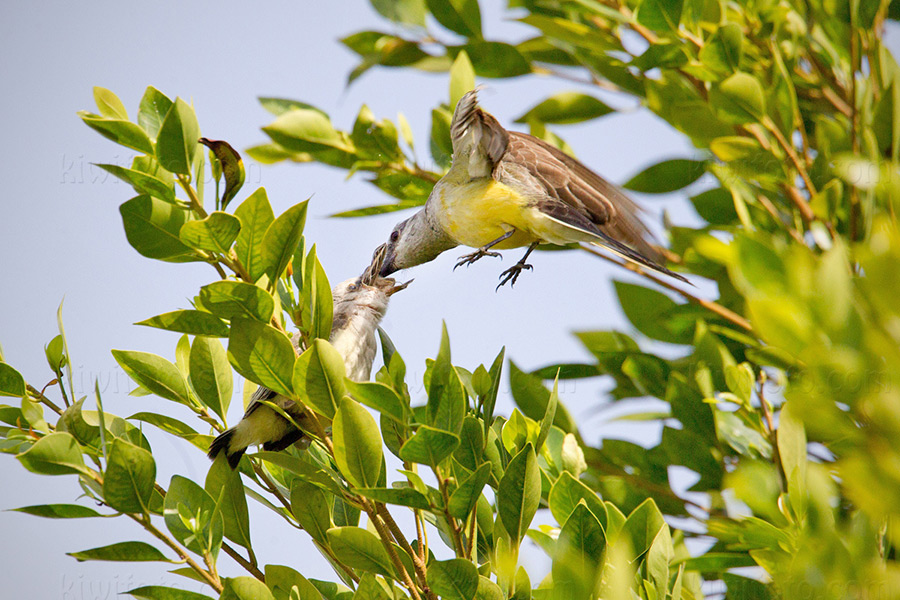 Scissor-tailed Flycatcher x Western Kingbird