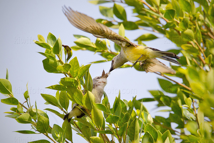 Scissor-tailed Flycatcher x Western Kingbird